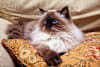 Breed Gallery Indicator 0