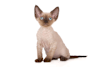 Breed Gallery Indicator 1