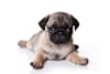 Breed Gallery Indicator 1