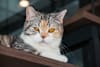 Breed Gallery Indicator 0