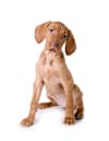 Breed Gallery Indicator 1