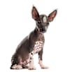 Breed Gallery Indicator 1