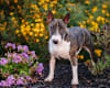 Breed Gallery Indicator 3