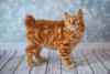 Breed Gallery Indicator 0
