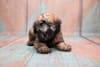Breed Gallery Indicator 1