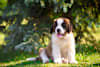Breed Gallery Indicator 4