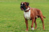 Breed Gallery Indicator 3