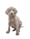 Breed Gallery Indicator 1