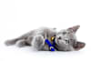 Breed Gallery Indicator 1