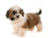 Breed Gallery Indicator 1