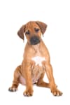 Breed Gallery Indicator 1