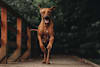 Breed Gallery Indicator 4
