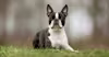 Breed Gallery Indicator 3