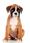 Breed Gallery Indicator 1
