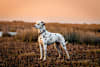 Breed Gallery Indicator 3