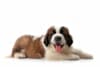 Breed Gallery Indicator 1