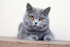 Breed Gallery Indicator 0