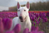 Breed Gallery Indicator 0
