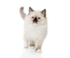Breed Gallery Indicator 1