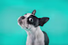 Breed Gallery Indicator 4