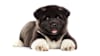 Breed Gallery Indicator 3