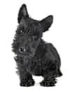 Breed Gallery Indicator 1