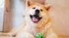 Breed Gallery Indicator 0