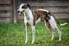 Breed Gallery Indicator 2