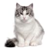 Breed Gallery Indicator 1