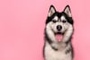 Breed Gallery Indicator 0