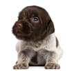 Breed Gallery Indicator 1