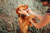 Breed Gallery Indicator 2
