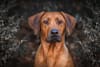 Breed Gallery Indicator 0