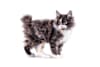 Breed Gallery Indicator 1