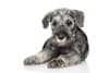 Breed Gallery Indicator 1