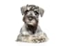 Breed Gallery Indicator 1