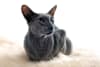 Breed Gallery Indicator 4