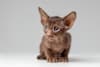 Breed Gallery Indicator 1