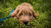 Breed Gallery Indicator 3