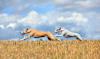 Breed Gallery Indicator 4