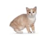 Breed Gallery Indicator 1