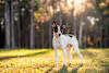 Breed Gallery Indicator 0