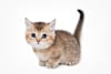 Breed Gallery Indicator 1