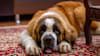 Breed Gallery Indicator 2