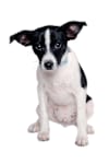 Breed Gallery Indicator 1