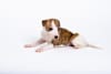 Breed Gallery Indicator 1
