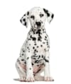 Breed Gallery Indicator 1