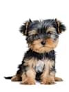 Breed Gallery Indicator 1