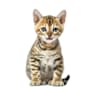 Breed Gallery Indicator 1