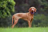 Breed Gallery Indicator 3